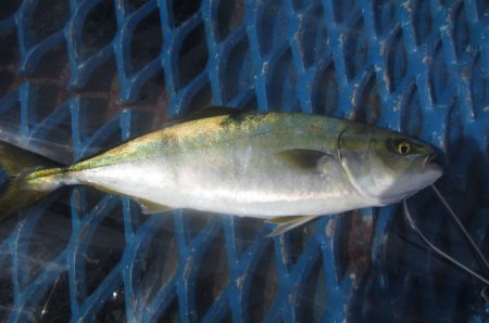 オリジナルメーカー海づり公園(市原市海づり施設) 釣果