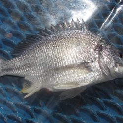 オリジナルメーカー海づり公園(市原市海づり施設) 釣果