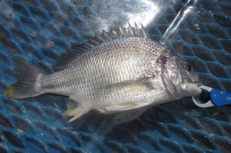 オリジナルメーカー海づり公園(市原市海づり施設) 釣果