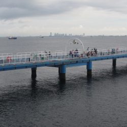 オリジナルメーカー海づり公園(市原市海づり施設) 釣果