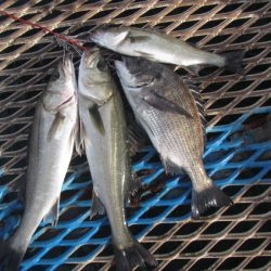 オリジナルメーカー海づり公園(市原市海づり施設) 釣果