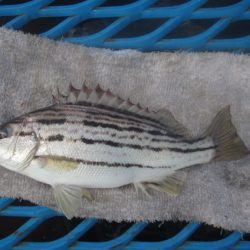 オリジナルメーカー海づり公園(市原市海づり施設) 釣果