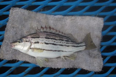 オリジナルメーカー海づり公園(市原市海づり施設) 釣果