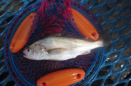 オリジナルメーカー海づり公園(市原市海づり施設) 釣果