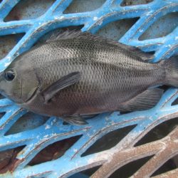 オリジナルメーカー海づり公園(市原市海づり施設) 釣果