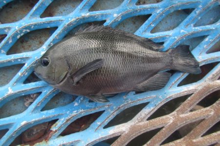 オリジナルメーカー海づり公園(市原市海づり…