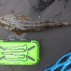 オリジナルメーカー海づり公園(市原市海づり施設) 釣果