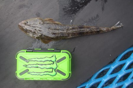 オリジナルメーカー海づり公園(市原市海づり施設) 釣果