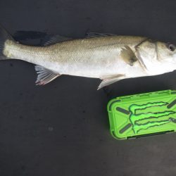 オリジナルメーカー海づり公園(市原市海づり施設) 釣果