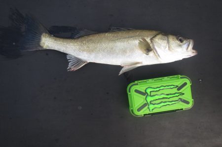 オリジナルメーカー海づり公園(市原市海づり施設) 釣果