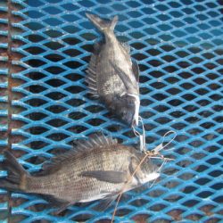 オリジナルメーカー海づり公園(市原市海づり施設) 釣果