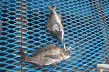 オリジナルメーカー海づり公園(市原市海づり施設) 釣果