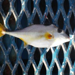 オリジナルメーカー海づり公園(市原市海づり施設) 釣果