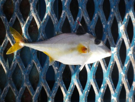 オリジナルメーカー海づり公園(市原市海づり施設) 釣果