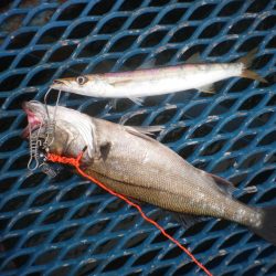 オリジナルメーカー海づり公園(市原市海づり施設) 釣果