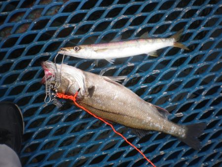 オリジナルメーカー海づり公園(市原市海づり施設) 釣果