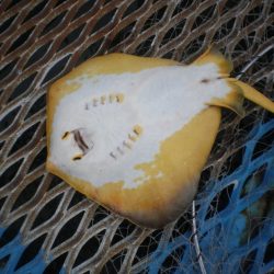 オリジナルメーカー海づり公園(市原市海づり施設) 釣果