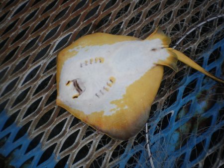 オリジナルメーカー海づり公園(市原市海づり施設) 釣果