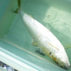 オリジナルメーカー海づり公園(市原市海づり施設) 釣果