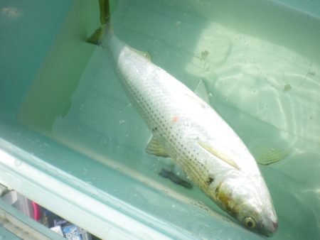 オリジナルメーカー海づり公園(市原市海づり施設) 釣果