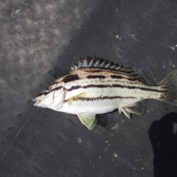 オリジナルメーカー海づり公園(市原市海づり施設) 釣果