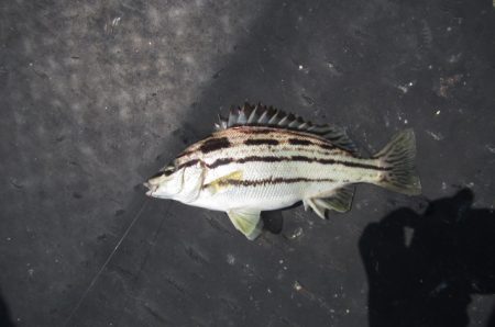 オリジナルメーカー海づり公園(市原市海づり施設) 釣果