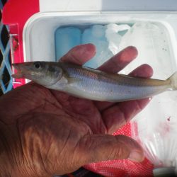 オリジナルメーカー海づり公園(市原市海づり施設) 釣果