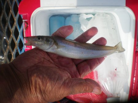 オリジナルメーカー海づり公園(市原市海づり施設) 釣果