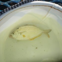 オリジナルメーカー海づり公園(市原市海づり施設) 釣果