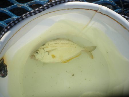 オリジナルメーカー海づり公園(市原市海づり施設) 釣果