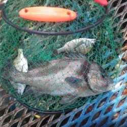 オリジナルメーカー海づり公園(市原市海づり施設) 釣果