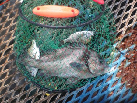 オリジナルメーカー海づり公園(市原市海づり施設) 釣果