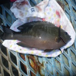 オリジナルメーカー海づり公園(市原市海づり施設) 釣果