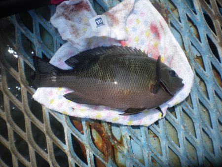 オリジナルメーカー海づり公園(市原市海づり施設) 釣果