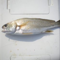 オリジナルメーカー海づり公園(市原市海づり施設) 釣果