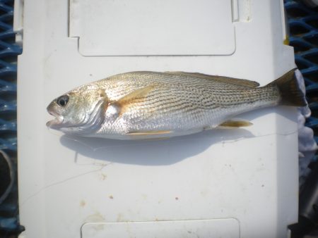 オリジナルメーカー海づり公園(市原市海づり施設) 釣果