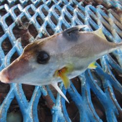 オリジナルメーカー海づり公園(市原市海づり施設) 釣果