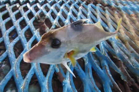 オリジナルメーカー海づり公園(市原市海づり施設) 釣果