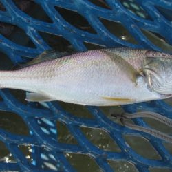 オリジナルメーカー海づり公園(市原市海づり施設) 釣果