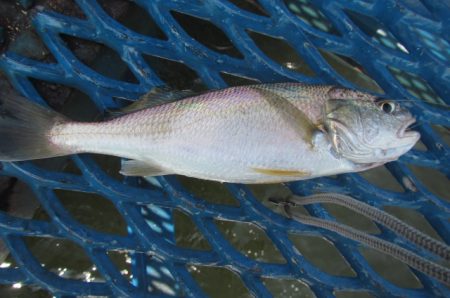 オリジナルメーカー海づり公園(市原市海づり施設) 釣果