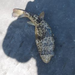 オリジナルメーカー海づり公園(市原市海づり施設) 釣果