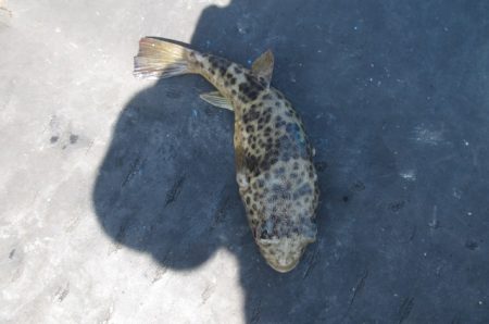 オリジナルメーカー海づり公園(市原市海づり施設) 釣果