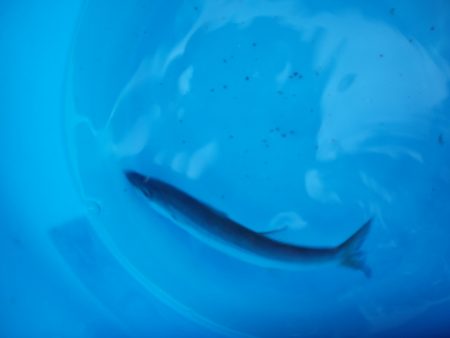 オリジナルメーカー海づり公園(市原市海づり施設) 釣果