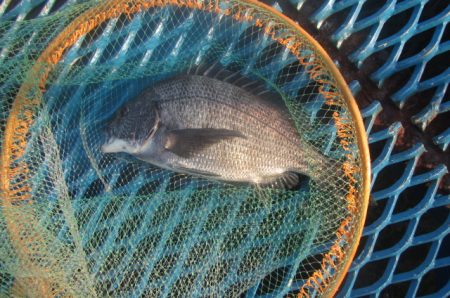 オリジナルメーカー海づり公園(市原市海づり施設) 釣果