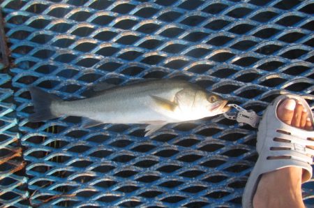 オリジナルメーカー海づり公園(市原市海づり施設) 釣果