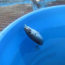 オリジナルメーカー海づり公園(市原市海づり施設) 釣果