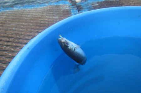 オリジナルメーカー海づり公園(市原市海づり施設) 釣果