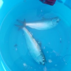 オリジナルメーカー海づり公園(市原市海づり施設) 釣果