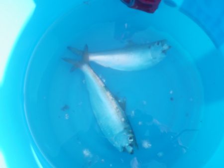 オリジナルメーカー海づり公園(市原市海づり施設) 釣果