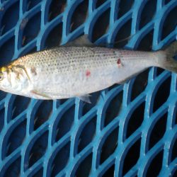 オリジナルメーカー海づり公園(市原市海づり施設) 釣果